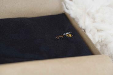 Preview: BEE Classic Men Black